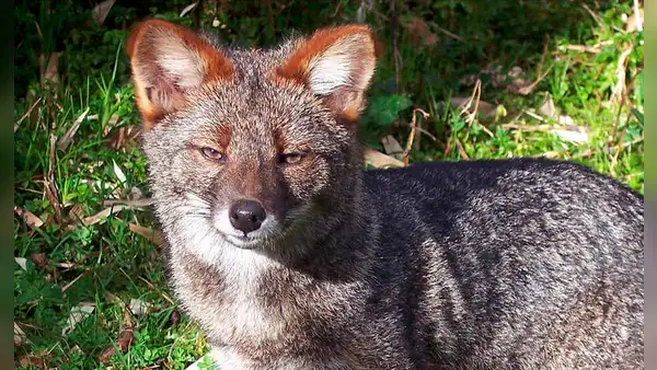 Un comerciante vendió una cabeza disecada creyendo que era de un zorro, pero resultó ser de una especie extinta hace mucho tiempo