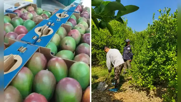 Cultivos en riesgo: Lluvias propiciadas por El Niño podrían afectar el 60% de la producción en Piura