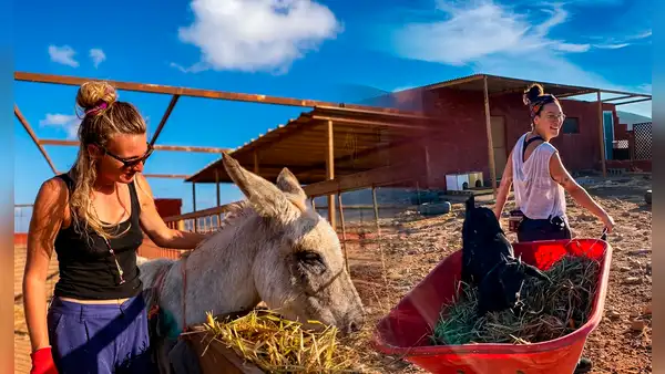 El increíble refugio en España que busca voluntarios para vivir gratis en Islas Canarias: cuidarían animales rescatados durante 3 semanas