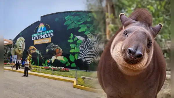 "Hasta siempre, Pancha": el conmovedor adiós a tapir que vivió 2 décadas en el Parque de las Leyendas