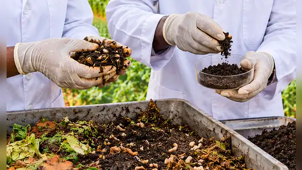Científicos convierten residuos e insectos en fertilizante: sistema multiplica hasta 8,5 veces las cosechas y reduce químicos