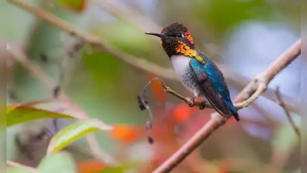 El ave más pequeña del mundo vive en la selva de América Latina: parece una abeja, mide solo 5 centímetros y pesa menos de 2 gramos