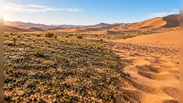El “pegamento vivo” que China esparce sobre el desierto: microbios convierten dunas en suelo vivo y reducen más del 90% la erosión