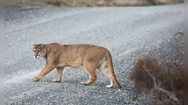 Un puma huérfano que no olvida su origen: regresó 3 veces al lugar exacto donde fue rescatado de cachorro en la carretera