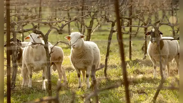 Diez ovejas dejadas en un viñedo sorprendieron a todos 5 años después: mejoraron el suelo y redujeron los costes
