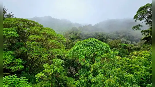 En 1940 este país de América Latina tenía bosques en el 75% de su territorio: ahora ha conseguido recuperarlos con sencilla formula