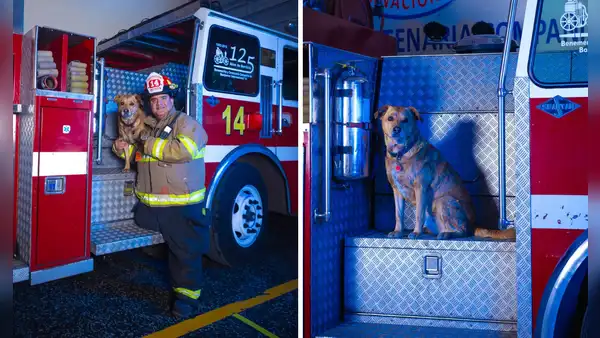 Bomberos dan último adiós a Spartan, perrito que acompañó por 12 años el trabajo de compañía en Breña: “Era un efectivo más”