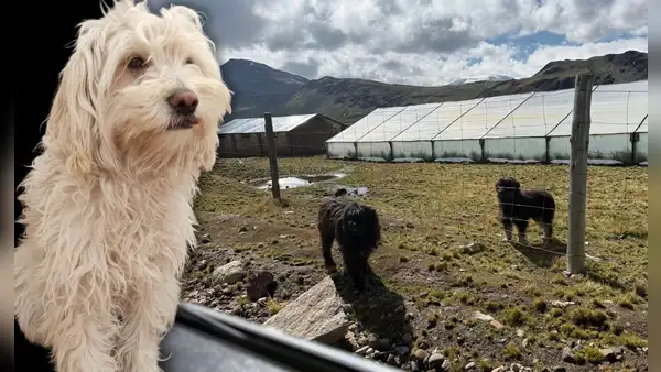 El chaku cusqueño, el perro de los Andes que vive a más de 3.000 m.s.n.m. y busca ser reconocido internacionalmente como raza oficial del Perú