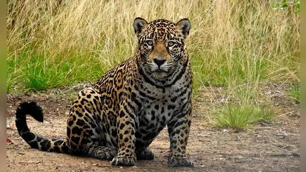 Un jaguar vuelve a aparecer en este país de América Latina después de 10 años y sorprende a los especialistas por el lugar donde fue visto