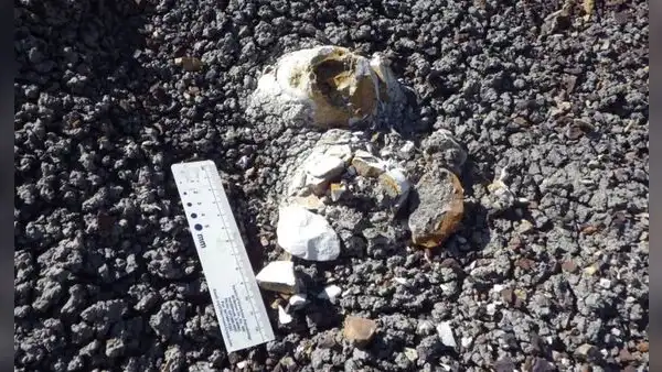 El asteroide acabó con los dinosaurios, pero algunas aves sobrevivieron: un fósil podría explicar cómo lo lograron
