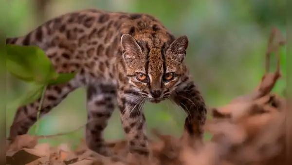 Nueva especie para la ciencia en Bolivia: identifican a un raro felino al que confundían con un tigrillo