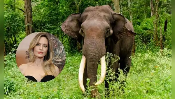 Angelina Jolie lleva 23 años protegiendo un bosque en Camboya: compró 39 hectáreas y ayudó a frenar la caza furtiva de 200 especies