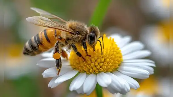 Las abejas entran por primera vez en la categoría de “en peligro de extinción” en Europa: población podría caer 56% en 10 años