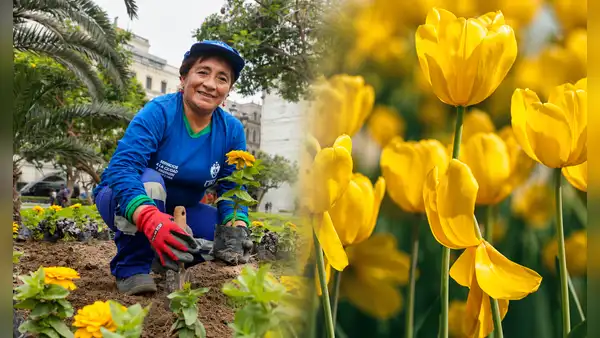 La fiebre de las flores amarillas no solo está en TikTok: siembran más de 20.000 flores amarillas en parques y plazas de Lima