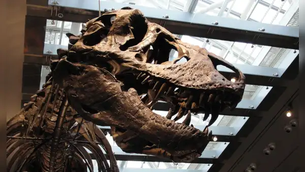 Descubren que el Tyrannosaurus Rex era de sangre caliente y su temperatura corporal era similar a la de los humanos