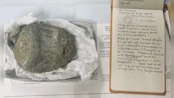 Un fósil encontrado en 1985 en la Antártida fue catalogado como un reptil marino; científicos vuelven a examinarlo y descubren que era de un titanosaurio de 6 metros