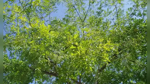 Abeja gigante de Asia encontró un aliado inesperado en un árbol presente en los jardines de Europa y preocupa a los científicos