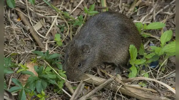Hawái enfrenta una invasión de ratas que amenaza a sus aves endémicas: cazadores y tecnología buscan evitar una crisis ecológica