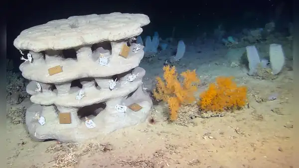 Científicos irlandeses sumergen arrecifes impresos en 3D para intentar salvar los corales de aguas profundas