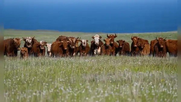 En 1871 dejaron cinco vacas en una isla desierta y, cuando regresaron 130 años después, tuvieron que eliminar a todo el rebaño