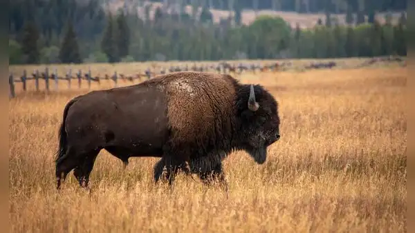 Llevaron 30 bisontes a una pradera de EE. UU. y casi 30 años después ocurrió un cambio inesperado en las plantas