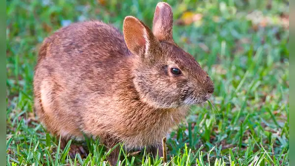 Desde hace un año, Florida comenzó a utilizar conejos robot para eliminar a las serpientes invasoras que amenazan a la fauna autóctona silvestre