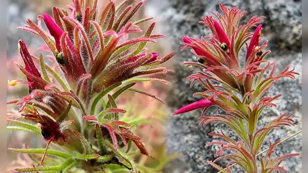Castilleja isidoroi: descubren nueva especie de planta que crece a más de 3.300 metros en los Andes del norte del Perú