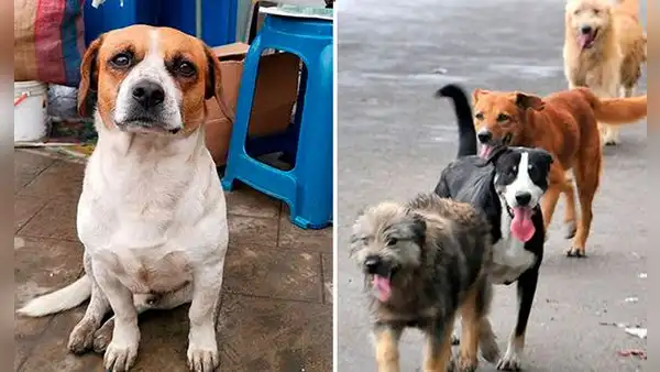 Perú tiene más de 6 millones de animales abandonados y es cuarto en Latinoamérica: ¿cómo adoptar y darles un hogar?