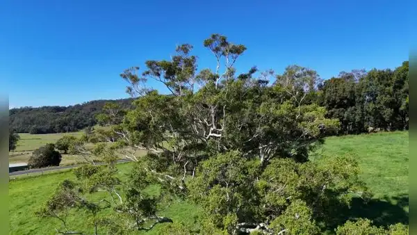 Plantaron este árbol por toda España para fabricar papel: hoy preocupa a los expertos por su impacto en los bosques y el agua