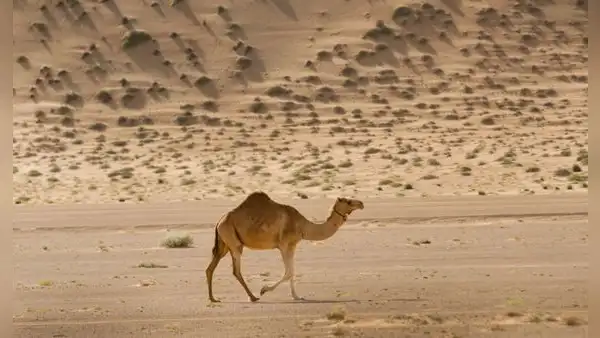 En 1840 llevaron un camello de Tenerife a Australia para explorar el desierto: hoy sus descendientes forman una enorme población salvaje