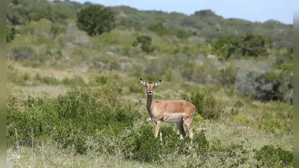 Ciervos y jabalíes amenazan con acabar con un árbol protegido mientras los científicos alertan de su falta de regeneración