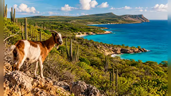 Retiraron cabras de una isla cerca de América Latina para salvar su bosque, pero 15 años después científicos hallaron un resultado inesperado