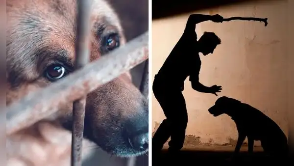 Piura registra más de 380 denuncias por violencia animal en 2026 y no reporta condenas