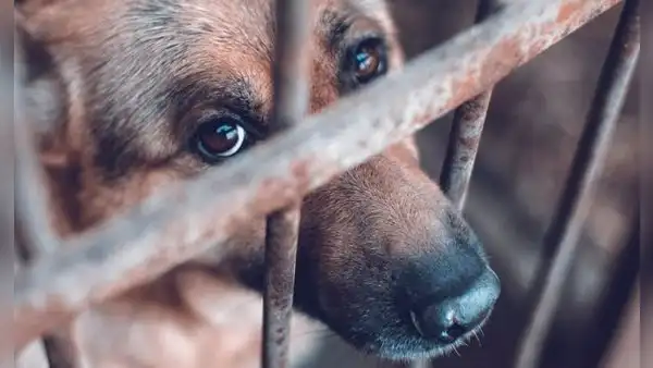 Piura registra más de 380 denuncias por violencia animal en 2026 y no reporta condenas