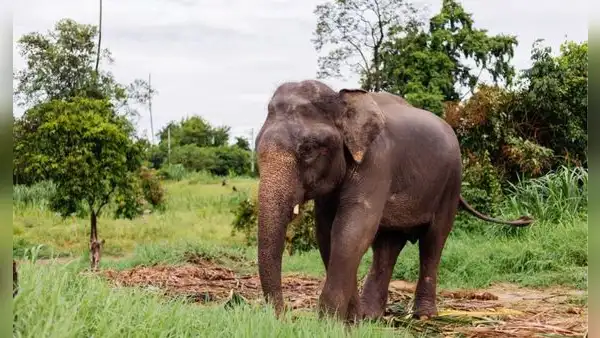 Después de 44 años en cautiverio, Sandro deja el zoológico donde vivió desde 1982 y recorre 1.615 kilómetros rumbo a un santuario