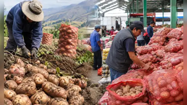 Producción de papa cayó 19,6% en julio, pero abastecimiento en Lima apenas retrocedió 1%
