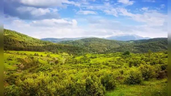 Compró una propiedad de 9.300 hectáreas en Escocia, plantó un millón de árboles y 10 años después logró el regreso de una especie desaparecida