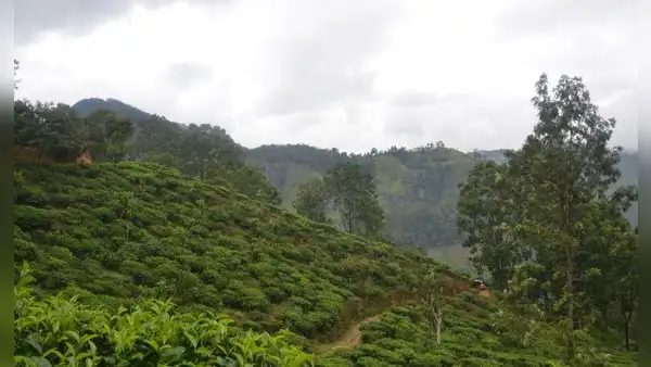 En 2018 este país de América Latina cubrió un pastizal con 30 camiones de pulpa de café: dos años después, el bosque había regresado
