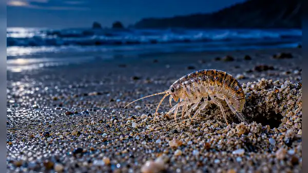 Lo que ocurre bajo la arena cada noche: las pulgas de mar mueven hasta 50 kg de arena por metro de playa al día, según estudio