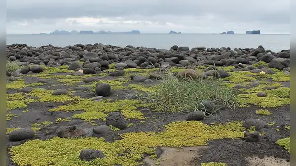 Una isla formada por una erupción en 1963 se prohibió a los humanos con fines científicos, pero en 1969 encontraron allí una planta de tomate