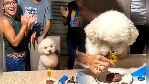 Perrito se vuelve viral por su adorable reacción mientras le cantan por sus 5 años: el video de Copito que enternece en redes