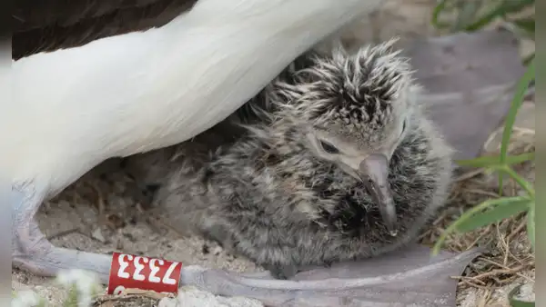 En 1956, un biólogo anilló un ave marina en una isla del Pacífico: 70 años después, el pájaro seguía regresando a su colonia
