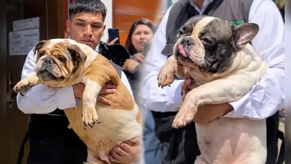 Fiscalía y PNP rescatan a 47 perros en SJM: eran explotados en criadero clandestino para vender sus crías