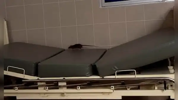 Rata pasea sobre camilla y se sube a jarra de agua usada por pacientes en área de dengue de hospital EsSalud en Piura
