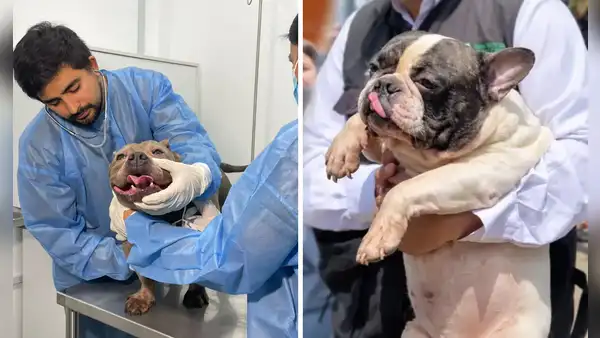 Perros rescatados en SJM fueron trasladados a grupos animalistas y recibirán atención especializada