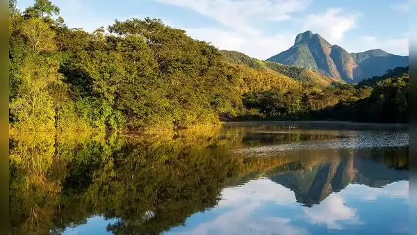 Una familia plantó 840.000 árboles en Brasil y 25 años después regresó un animal que llevaba un siglo desaparecido en la selva