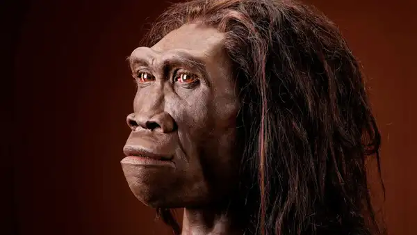 Un fósil de Homo erectus de hace 2 millones de años confirma que vivió en Sudáfrica mucho antes de lo que se pensaba