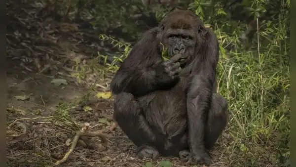Compartimos casi el 99% del ADN con chimpancés y gorilas, pero una diferencia en nuestro cartílago podría explicar por qué sufrimos más artrosis