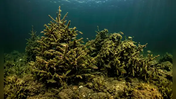 Sumergieron 1.500 árboles de Navidad en un lago y luego de 3 años descubrieron un sorprendente cambio en la biodiversidad del fondo
