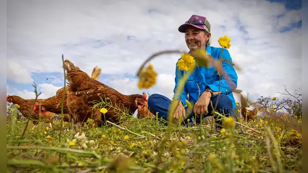Introdujeron 150 gallinas en una enorme finca australiana y en menos de 3 años observaron más agua en el suelo y flores rosas
